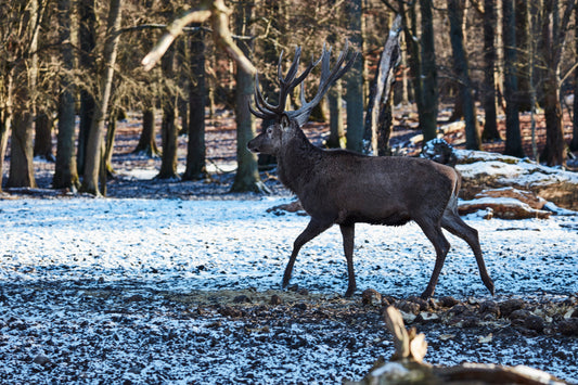 Jagttegnskursus Weekendhold i Slangerup den 14-15 marts og 21-22 marts pris pr.pason 6000kr